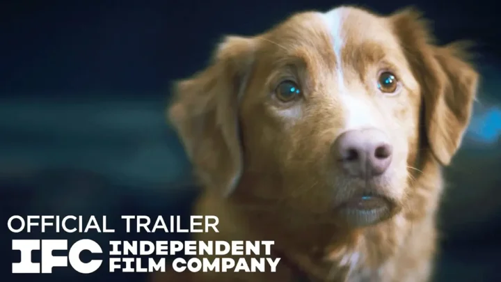 Good Boy, horror z perspektywy psa