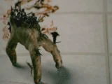 Cierń – Splinter – 2008